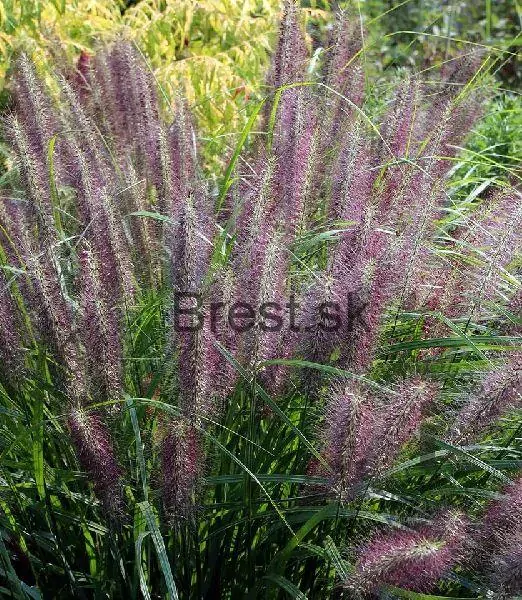 Pennisetum alopecuroides 'Red Head'